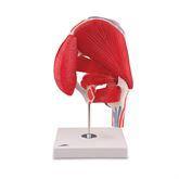 Hip Joint with Removable Muscles Hip Joint with Removable Muscles • 7-Part ,1 Each - Axiom Medical Supplies