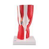 Knee Joint with Removable Muscles Knee Joint with Removable Muscles • 12-Part ,1 Each - Axiom Medical Supplies