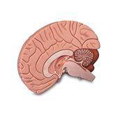 Brain Model 2-Part Brain Model • 2-Part ,1 Each - Axiom Medical Supplies