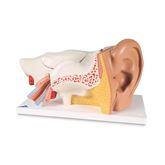 Ear Model 3 Times Life Size 6-Part Ear Model • 3 Times Life-Size • 6-Part ,1 Each - Axiom Medical Supplies