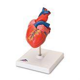 Classic Heart Model 2-Part Classic Heart Model • 2-Part ,1 Each - Axiom Medical Supplies