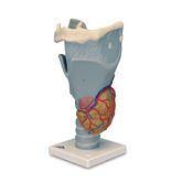 Human Throat and Chest Organ Models Functional Larynx Model • 2.5 Times Full-Size ,1 Each - Axiom Medical Supplies