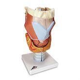 Human Throat and Chest Organ Models Larynx Model • 2 Times Full-Size • 7-Part ,1 Each - Axiom Medical Supplies
