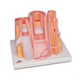 3B MICROanatomy Artery and Vein Model 3B MICROanatomy Artery and Vein Model • 14 Times Enlarged ,1 Each - Axiom Medical Supplies