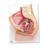 Female and Male Pelvis Models Female ,1 Each - Axiom Medical Supplies