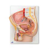 Female and Male Pelvis Models Male ,1 Each - Axiom Medical Supplies