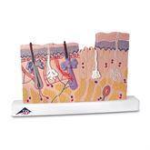 Skin Section Model Skin Section Model • 40 Times Full-Size ,1 Each - Axiom Medical Supplies