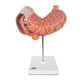 Stomach Model 3-Part Stomach Model • 3-Part ,1 Each - Axiom Medical Supplies