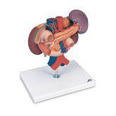 Kidneys Rear Organs Upper Abdomen 3-Part Kidneys with Rear Organs of the Upper Abdomen • 3-Part ,1 Each - Axiom Medical Supplies