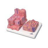 3B MICROanatomy Liver Model 3B MICROanatomy Liver Model ,1 Each - Axiom Medical Supplies