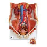 Dual Sex Urinary System Model Dual Sex Urinary System Model ,1 Each - Axiom Medical Supplies