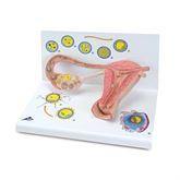 Stages Model of Fertilization and Embryo Stages Model of Fertilization and Embryo • 8.3"W x 13.8"L x 7.9"H ,1 Each - Axiom Medical Supplies