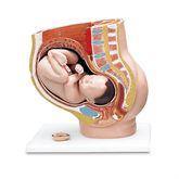 Pregnancy Pelvis Model Pregnancy Pelvis Model, 3-Part ,1 Each - Axiom Medical Supplies