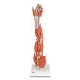 Muscled Leg and Arm Models Muscled Arm Model • 3/4 Life-Size • 6-Part ,1 Each - Axiom Medical Supplies