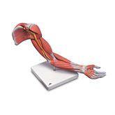 Deluxe Muscled Arm Model Deluxe Muscled Arm Model • Life-Size • 6-Part ,1 Each - Axiom Medical Supplies