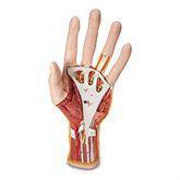 Internal Hand Structure Model Internal Hand Structure Model • 3-Part ,1 Each - Axiom Medical Supplies