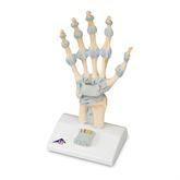 Ligaments and Carpal Tunnel on Hand Skeleton Model Ligaments and Carpal Tunnel on Hand Skeleton Model ,1 Each - Axiom Medical Supplies