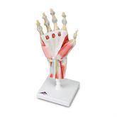 Muscles and Ligaments on Hand Skeleton Model Muscles and Ligaments on Hand Skeleton Model ,1 Each - Axiom Medical Supplies