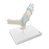 Human Foot Anatomical Models Foot Skeleton Model with Ligaments ,1 Each - Axiom Medical Supplies