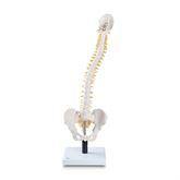 Flexible Spine Skeleton Models Flexible Spine Model with Soft Intervertebral Discs ,1 Each - Axiom Medical Supplies