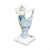 Human Throat and Chest Organ Models Functional Larynx Model • 3 Times Full-Size ,1 Each - Axiom Medical Supplies