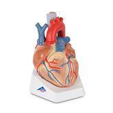 Heart Model 7-Part Heart Model • 7-Part ,1 Each - Axiom Medical Supplies