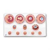 Embryonic Development Model Embryonic Development Model in 12 Stages • 13.6"W x 25.6"L x 2.4"H ,1 Each - Axiom Medical Supplies