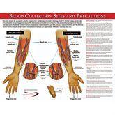 Blood Collection Sites Poster Blood Collection Sites Poster • 17"W x 22"H ,1 Each - Axiom Medical Supplies