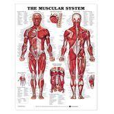 Anatomical Charts Muscular System ,1 Each - Axiom Medical Supplies