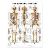 Anatomical Charts Skeletal System ,1 Each - Axiom Medical Supplies