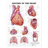 Anatomical Charts Anatomy of the Heart ,1 Each - Axiom Medical Supplies