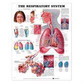 Anatomical Charts Respiratory System ,1 Each - Axiom Medical Supplies