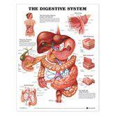 Anatomical Charts Digestive System ,1 Each - Axiom Medical Supplies