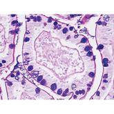 Histopathology Control Slides Alcian Blue/PAS Pos ,10 / pk - Axiom Medical Supplies