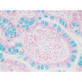 Histopathology Control Slides Alcian Blue pH 2.5 • Goblet Cell Pos ,10 / pk - Axiom Medical Supplies