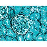 Histopathology Control Slides Basement Membrane Pos ,10 / pk - Axiom Medical Supplies