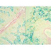 Histopathology Control Slides Colloidal Iron Multi-Tissue Pos ,10 / pk - Axiom Medical Supplies