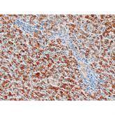 Histopathology Control Slides Copper • Animal Pos ,10 / pk - Axiom Medical Supplies