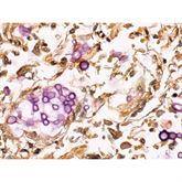 Histopathology Control Slides Cryptococcus sp. Pos ,10 / pk - Axiom Medical Supplies