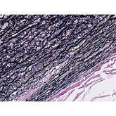 Histopathology Control Slides Elastic • Aorta Pos ,10 / pk - Axiom Medical Supplies