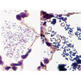 Histopathology Control Slides Gram • Multi-Tissue • Art Pos ,10 / pk - Axiom Medical Supplies