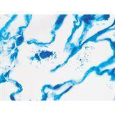 Histopathology Control Slides Histo Path Helicobacter sp. • Artificial Pos ,10 / pk - Axiom Medical Supplies