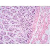 Histopathology Control Slides Hematoxylin and Eosin (H&amp;E) Pos ,10 / pk - Axiom Medical Supplies