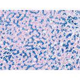 Histopathology Control Slides Iron Animal • Pos ,10 / pk - Axiom Medical Supplies