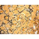 Histopathology Control Slides Leptospira sp. • Animal Pos ,10 / pk - Axiom Medical Supplies