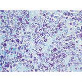 Histopathology Control Slides Mast Cell • Animal Pos ,10 / pk - Axiom Medical Supplies