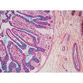 Histopathology Control Slides Movat-Russell Pentachrome Pos ,10 / pk - Axiom Medical Supplies