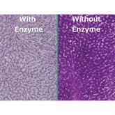 Histopathology Control Slides Periodic Acid Schiff(PAS) Glycogen Pos ,10 / pk - Axiom Medical Supplies