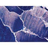 Histopathology Control Slides Phospho Acid Hematoxylin (PTAH) Pos ,10 / pk - Axiom Medical Supplies