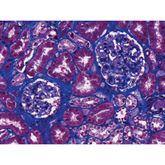 Histopathology Control Slides Trichrome • Kidney Pos ,10 / pk - Axiom Medical Supplies